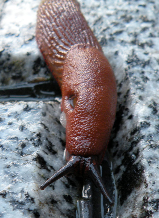 Lumache trentine: Arion vulgaris?